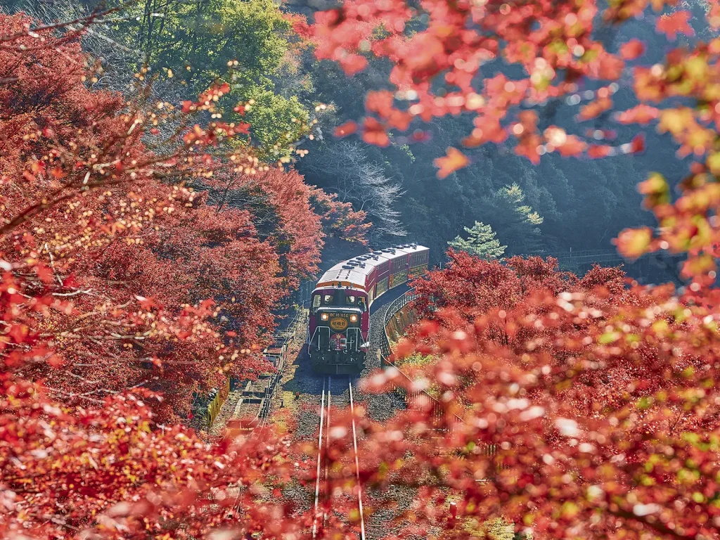紅葉とトロッコ列車